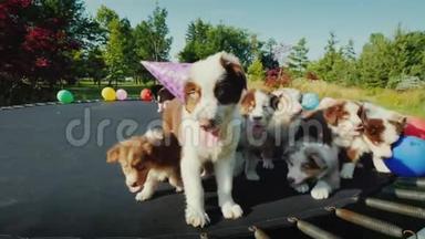 生日小狗和朋友在宠物聚会上。 有趣的动物视频